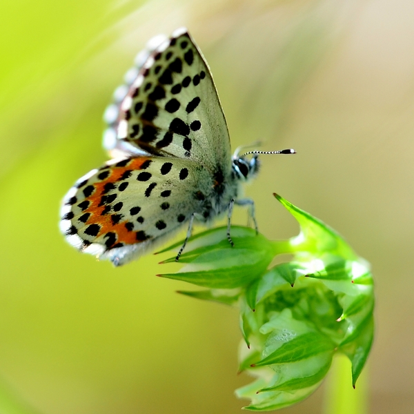 Lycaenidae da Id.